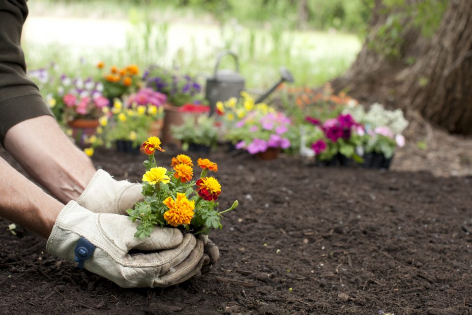 Spring Gardening