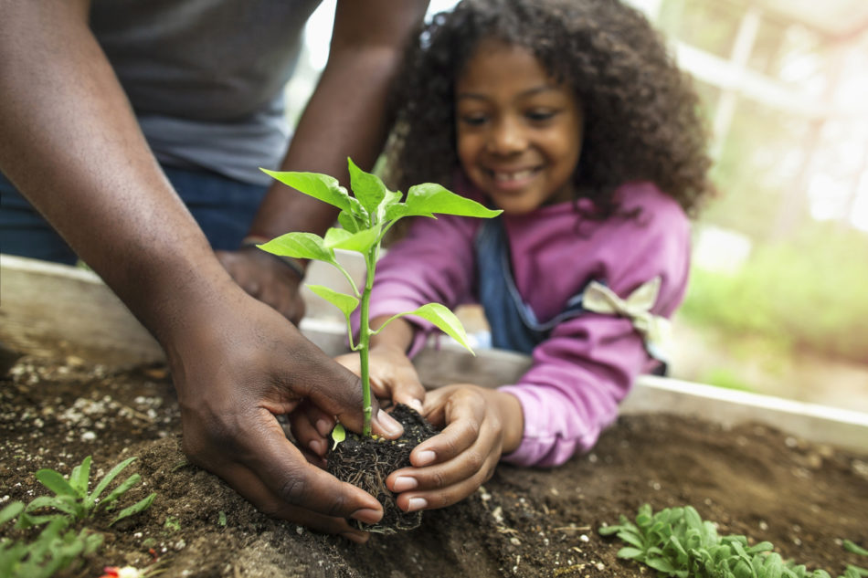 Father and daughter planting plants in garden bed