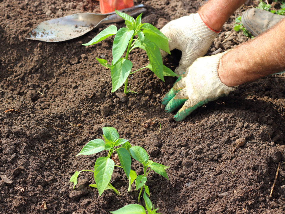 farmer planting plants in the garden