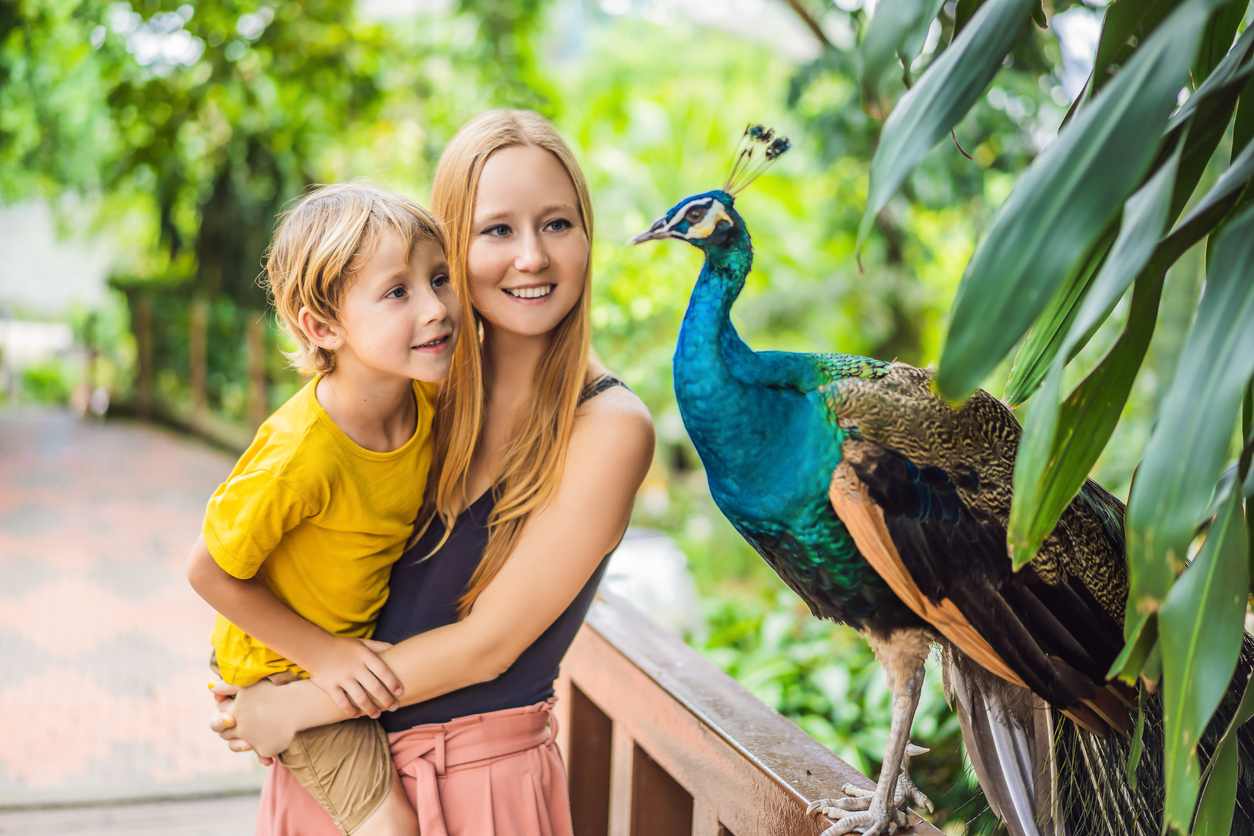 Happy family mom and son watching peacock in the park