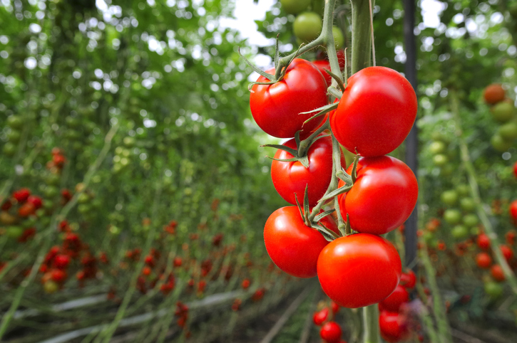 Red ripe tomatoes growing in a greenhouse. Ripe and unripe tomatoes in the background.