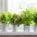 Test Your Green Thumb With Indoor Spice Plants